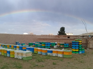 عسل چندگل 900 گرمی