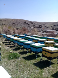 عسل گون 900 گرمی