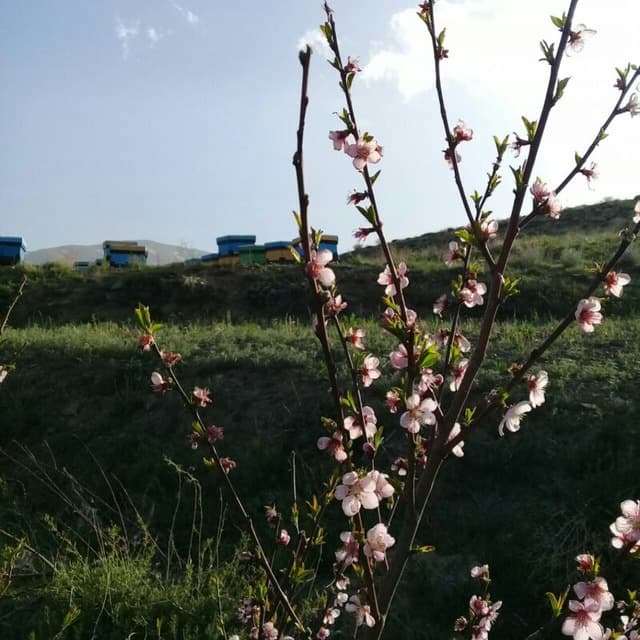 عسل آویشن 900 گرمی